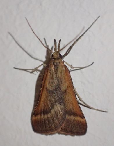 Réf. 265 958 : Synaphe punctalis